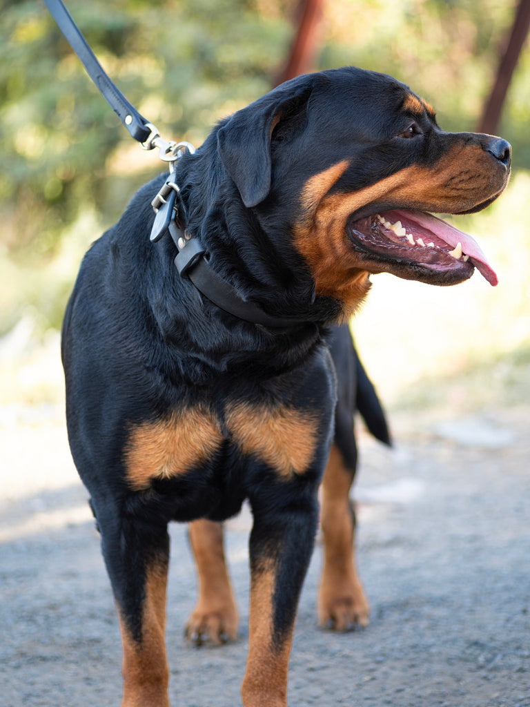 Agitation Leather Dog Collar Classy Leather Bags
