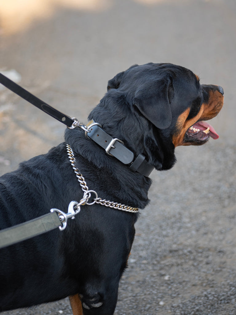 Agitation Leather Dog Collar Classy Leather Bags