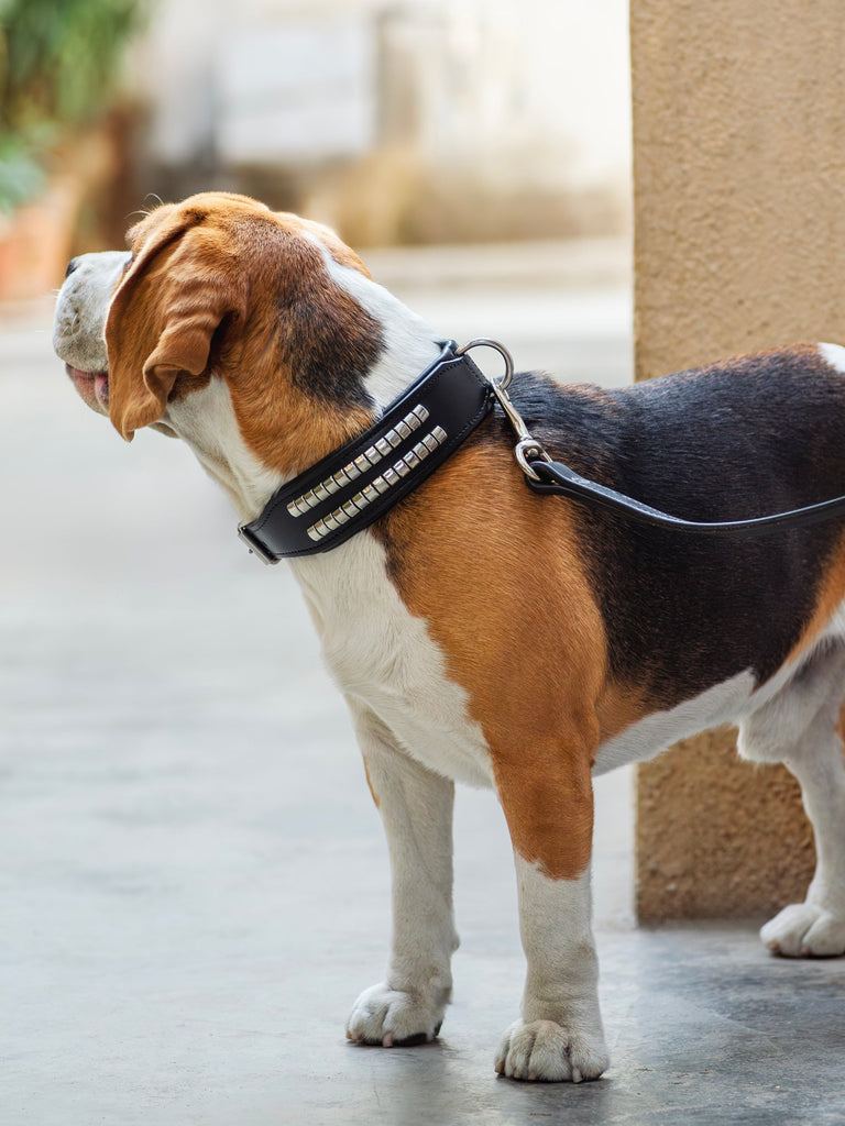 Leather Collar with Designer Studs Classy Leather Bags