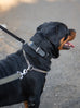 Agitation Leather Dog Collar Classy Leather Bags