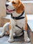 Leather Dog Leash Classy Leather Bags