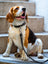 Leather Dog Leash Classy Leather Bags