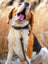 Leather Dog Leash Classy Leather Bags