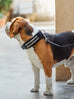 Leather Collar with Designer Studs Classy Leather Bags