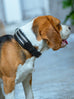 Leather Collar with Designer Studs Classy Leather Bags